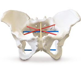DM-GP6635 骨盆测量示教模型      